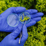 Microbial Dip Slides in agriculture